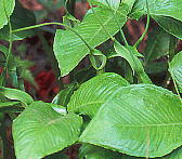 Pinellia tripartita IInQ