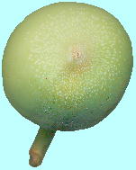 Ficus pumila L. オオイタビ Syconium 花嚢
