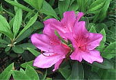 IITL Rhododendron pulchrum
