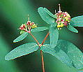 Euphorbia maculata IIjVL\E