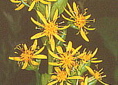 Ligularia fischeri オタカラコウ