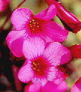 Oxalis braziliensis ILUXEuWGVX