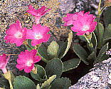 Primula hirsuta vEqX^