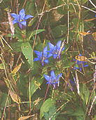 Gentiana scabra var. buergeri hE