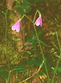 Linnaea borealis l\E