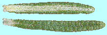 Rosmarinus officinalis [Y}[ (}lE) t