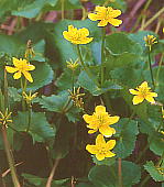 Caltha palustris var. nipponica リュウキンカ