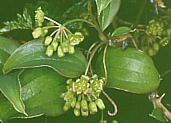 Smilax china TgCo