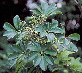 Schefflera arboricola VFtEA{R