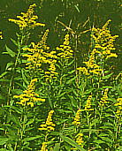 Solidago altissima ZC^JA_`\E