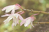 Dendrobium moniliforme セッコク