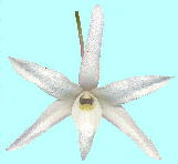 Dendrobium moniliforme (L.) Sw. セッコク