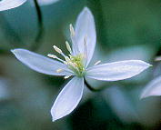 Clematis terniflora センニンソウ