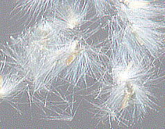 Salix japonica Thunb. VoiM q