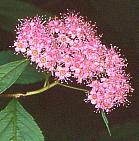 Spiraea japonica シモツケ