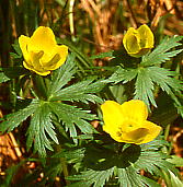 Trollius riederianus var. japonicus