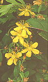 Hypericum kamtschaticum var. senanense