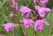 Bletilla striata V