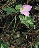 Glaucidium palmatum シラネアオイ