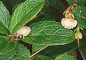 Gaultheria miqueliana V^}mL