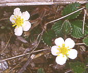 Fragaria nipponica VoimwrC`S