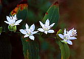 VzggMX Tricyrtis hirta f. albescens