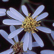 Aster ageratoides subsp. leiophyllus シロヨメナ