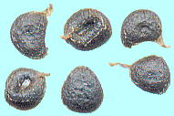 Sisyrinchium californicum (Ker-Gawl. ex Sims) Ait. LoimqA Seeds q