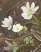 Anemone hepatica var. japonica f. variegata スハマソウ