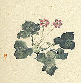 Anemone hepatica var. japonica f. variegata スハマソウ