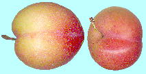 Prunus salicina Lindl. 'Oishi-wase' スモモ '大石早生' Fruits 果実