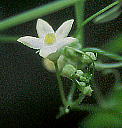 Melothria japonica XYE Y