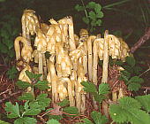 Monotropa hypopithys VNWE\E