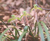 Cymbidium goeringii V