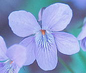 Viola grypoceras タチツボスミレ