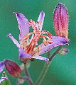 Tricyrtis formosana ^CzggMX