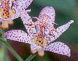 Tricyrtis formosana X T. hirta f. albescens ^CzggMX ~ VzggMX