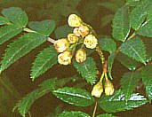 Sorbus sambucifolia タカネナナカマド