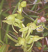 Platanthera mandarinorum var. maximowicziana ^JlTM\E