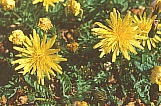 Taraxacum yuparense タカネタンポポ (ユウバリタンポポ)