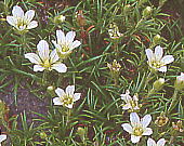 Minuartia arctica var. hondoensis ^JlcNT