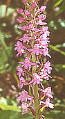 Gymnadenia conopsea テガタチドリ