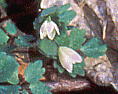 Dichocarpum trachyspermum トウゴクサバノオ