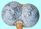 Trachycarpus fortunei H. Wendl. gEW q