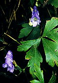ツクバトリカブト Aconitum japonicum ssp. maritimum