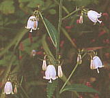 Adenophora triphylla var. japonica cKljW