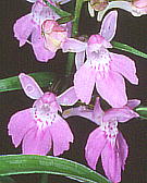 Orchis graminifolia ウチョウラン