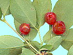 Lonicera gracilipes Miq. var. glabra Miq. EOCXJO ʂ}t