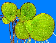 Spirodela polyrhiza (L.) Schleid ウキクサ