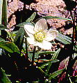 Parnassia palustris var. multiseta ウメバチソウ